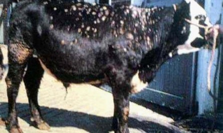ما هو سرطان الدم في الأبقار؟