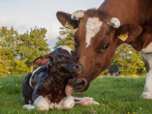 ما هي رعاية البقرة بعد الولادة؟