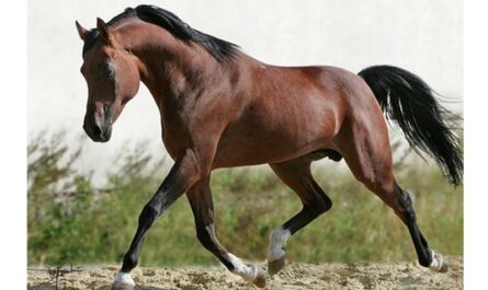 ما هي سلالات الخيول التي تربى في جبال الاورال؟