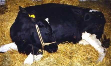 ما هي فترة الجفاف في الأبقار؟