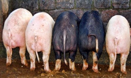 ماذا تفعل إذا كانت الخنازير تنمو بشكل سيء؟