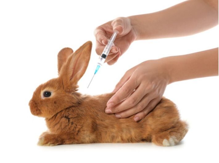 ماذا ومتى يتم تطعيم الأرانب