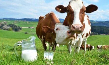 متى تبدأ البقرة بإعطاء الحليب لأول مرة؟