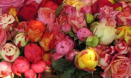 مجموعة الورود Floribunda مع وصف لأفضل الأصناف