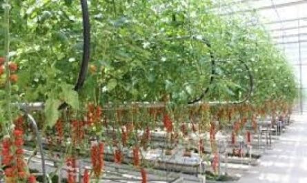 مخطط زراعة الطماطم في الدفيئة – الخط الأمامي للنباتات