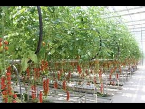 مخطط زراعة الطماطم في الدفيئة – الخط الأمامي للنباتات