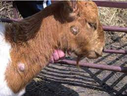 مرض الجمرة الخبيثة في الماشية