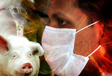 مرض انفلونزا الخنازير في الخنازير