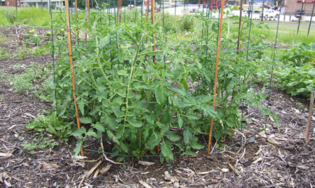 مريحة ومتنقلة وبدون أي متاعب: كيفية زراعة الطماطم وزراعتها في أكياس