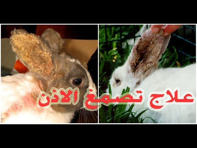 مشاكل الأذن في الأرانب