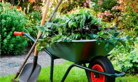 مكافحة الحشائش في حديقتك أو كيفية حفظ حديقتك بشكل صحيح