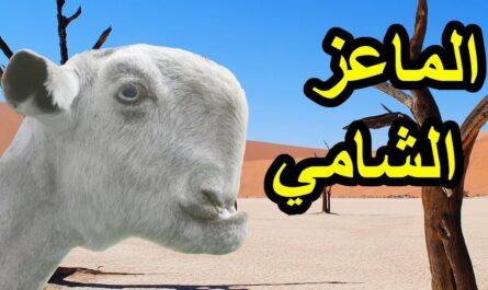 مميزات تربية وتربية الماعز الشامي