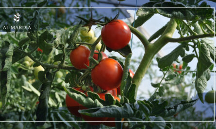 من الأخضر إلى الأحمر: كيفية تسريع عملية نضج الطماطم بطرق فعالة