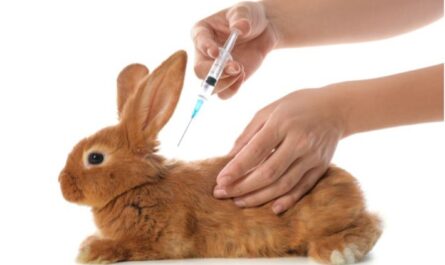 من ماذا وكيف يتم تطعيم الأرانب؟