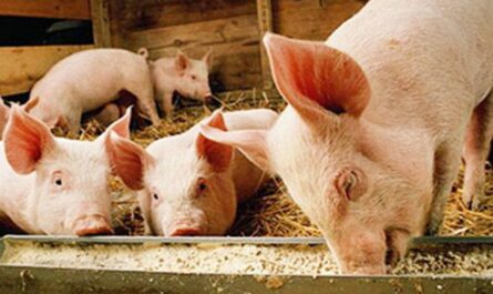 منشطات النمو لتسمين الخنازير