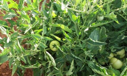 موثوقة وجميلة ومربحة – كيفية وكيفية ربط الطماطم في الدفيئة وفي الحقول المفتوحة