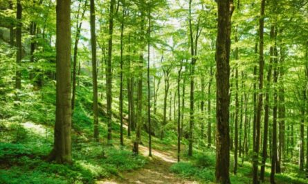 ميزات استخدام أشجار البتولا الحرجية في تصميم المناظر الطبيعية للموقع
