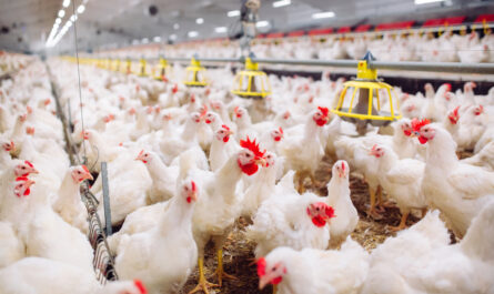 ميزات الدجاج والإنتاجية والمحتوى.  التعليقات