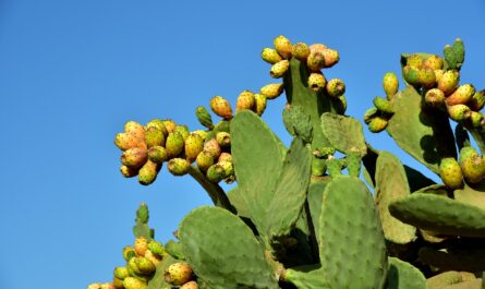 نبات التين الشوكي غالاباغوس