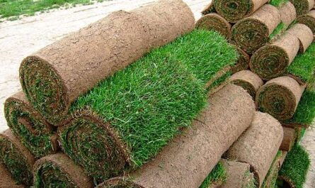 نصائح لزراعة العشب في الصيف الحار: كيف نضمن إنبات العشب في موسم الجفاف؟