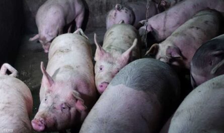 نقص الفيتامينات في الخنازير