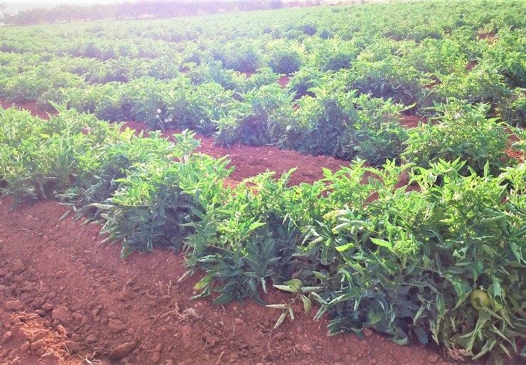 نقوم بزراعة شتلات الطماطم بالطريقة الصينية ونحصل على نتيجة ممتازة