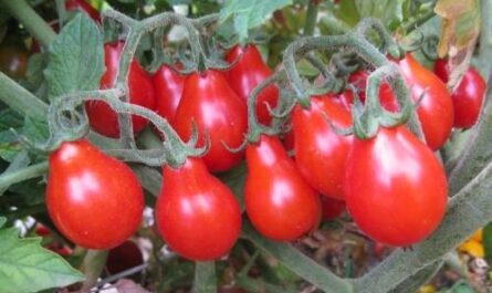 هاردي وناضج – ميزات الأصناف المتأخرة من الطماطم، أسرار النمو في الدفيئة والأرض المفتوحة