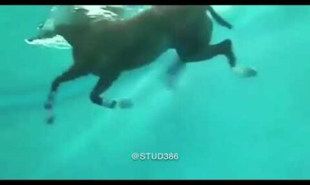 هل تستطيع الخيول السباحة؟