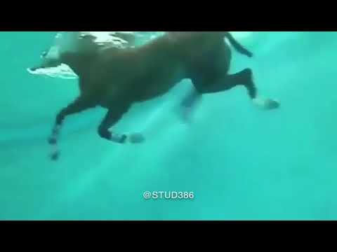 هل تستطيع الخيول السباحة؟