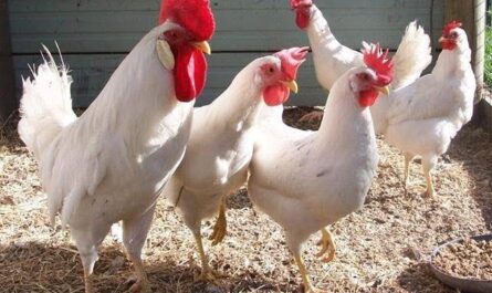 وصف سلالة الدجاج البياض، مظهر الدجاج، مراجعات أصحابها