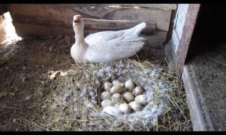 وضع بيض الإوزة: متى يبدأ، كم عدد البيض الذي يتم وضعه؟