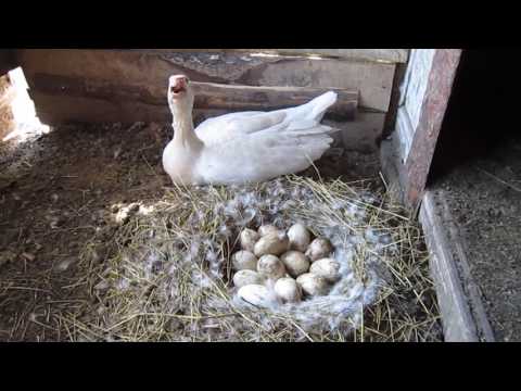 وضع بيض الإوزة: متى يبدأ، كم عدد البيض الذي يتم وضعه؟
