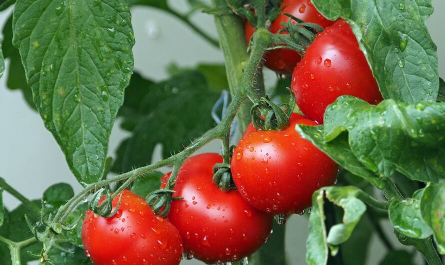 يعد تسميد الطماطم بالنيتروجين ضرورة حقيقية لصحة النبات