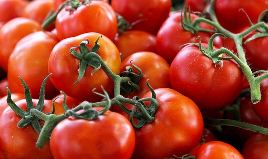 يمكن زراعة بذور شتلات الطماطم بشكل مستقل، والشيء الرئيسي هو جمعها وتخزينها بشكل صحيح