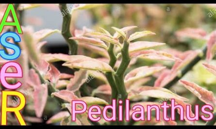 يهتم Pedilanthus بكيفية النمو في المنزل