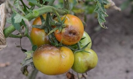 Phytophthora على الطماطم: العلامات والعلاج والوقاية