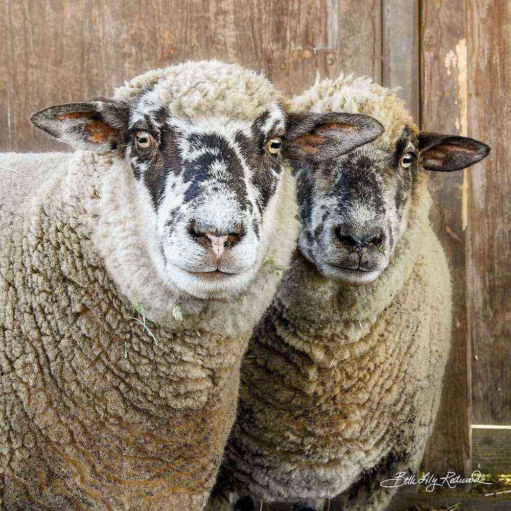 Délka života ovcí