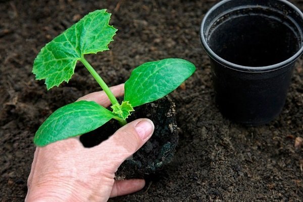 Jak pěstovat cuketu venku?