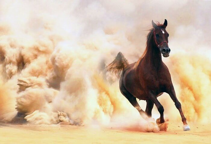 Jak rychle kůň běží?
