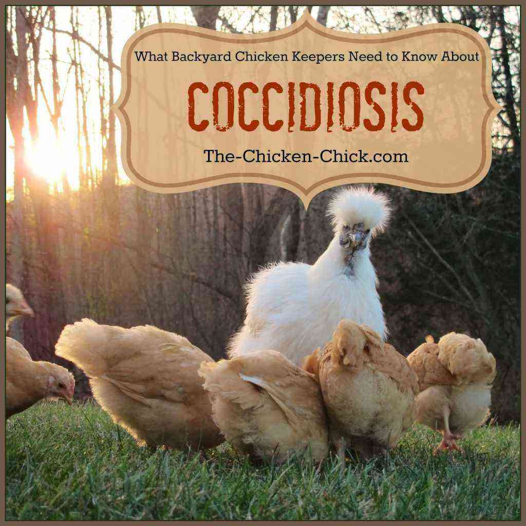 Kuřata: Kokcidióza u kuřat