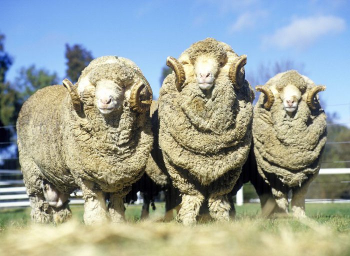Merino je nejběžnější plemeno ovcí v Austrálii.