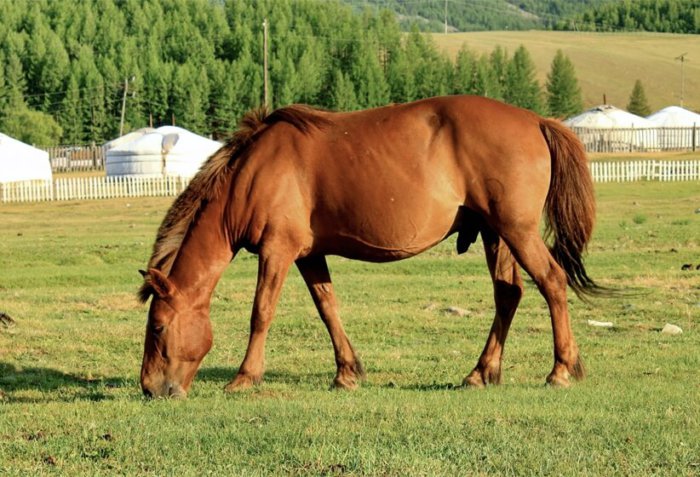 Mongolští koně