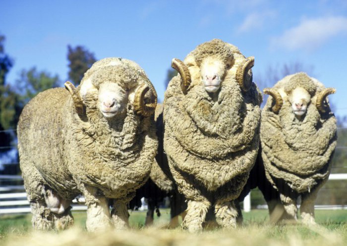 Plemena bílých ovcí