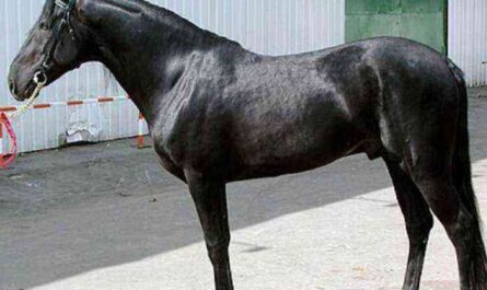 Plemeno karabairského koně