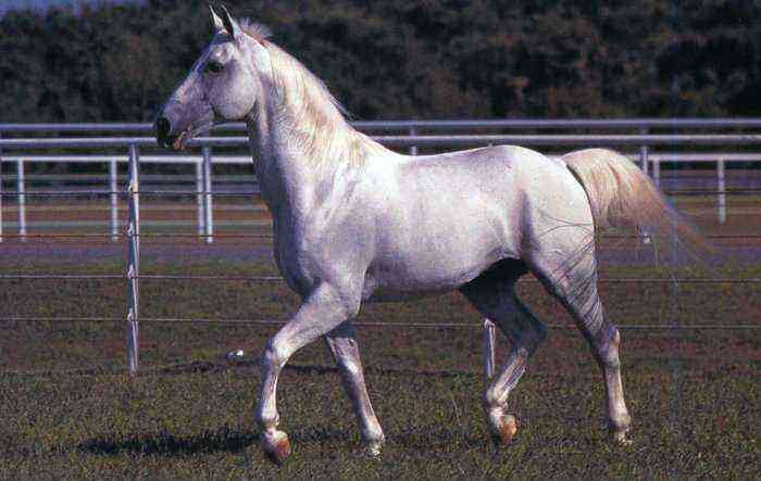 Plemeno lipicánského koně