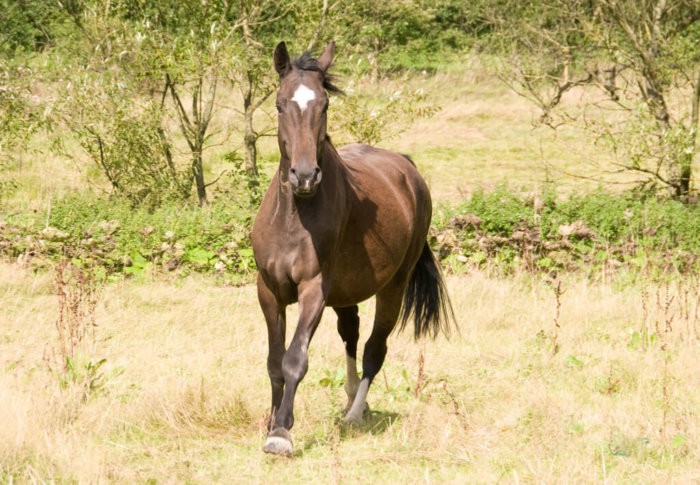 plemeno vestfálského koně