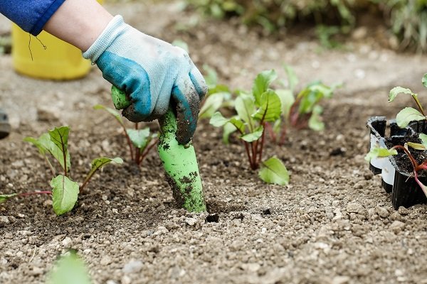 Pravidla pro výsadbu a pěstování řepy na zahradě