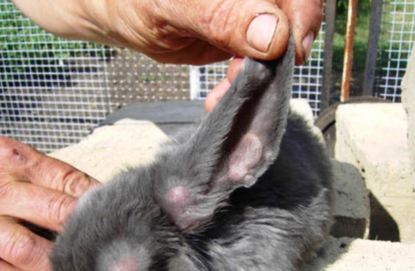 Problémy s ušima u králíků