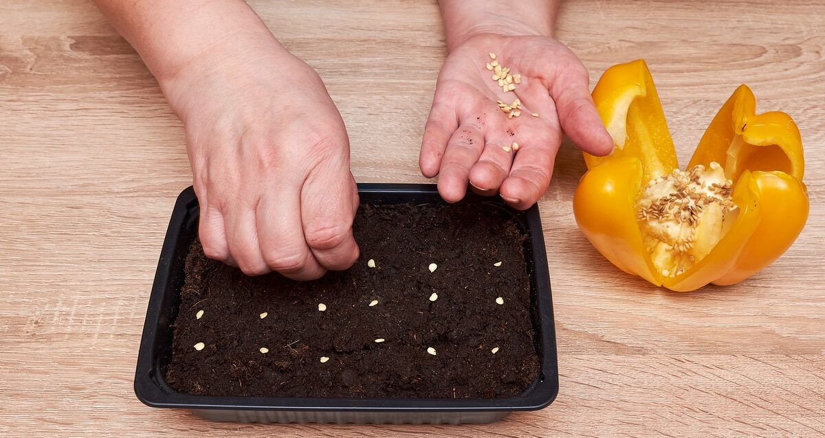 Jak zasadit papriku se semeny