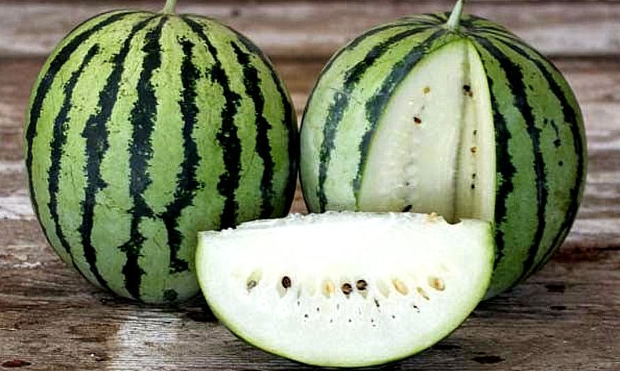 bílá odrůda vodního melounu